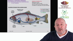 Embranchement des Vertébrés - exemple des vertébrés téléostéens -L'anatomie partie 2