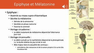 Physio LAS2 Veille sommeil rythmes circadiens LORON