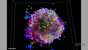L.AS SpS - UE 24 - EC3 : Biologie de la reproduction et Embryologie - 2ème semaine : vidéo annexe n°1