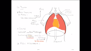 organisation générale du Thorax_P1