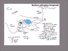 UE 24 - EC1  Mandibule et muscles masticateurs - P7
