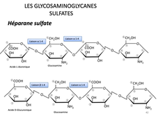 L.AS SpS - UE 14 - Biochimie - Les osides