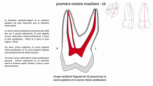 L.AS SpS - UE 24 - EC5 : Anatomie spécifique de la bouche - Molaires maxillaires