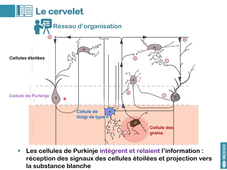 MED502_Histologie du système nerveux_video02 SNC