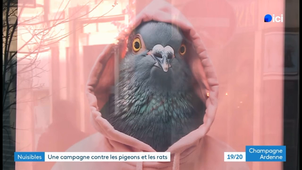 Les pigeons sont des espions 2