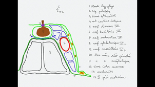 ANATOMIE-hypophyse-labrousse
