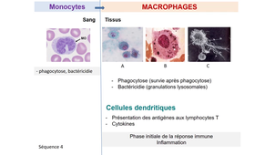 DFGSM2 - MED0304 - Leucocytes - Le monocyte