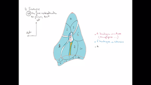 anatomie-poumon-ped-pulm - P5
