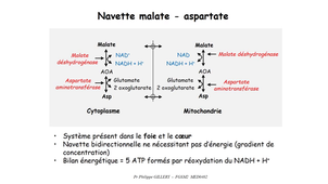 DFGSM2 - MED0402 - Métabolisme glucidique et régulation - Glycolyse