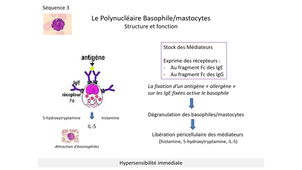 DFGSM2 - MED0304 - Leucocytes - Le polynucléaire basophile