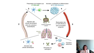 LAS 2 UE44 EC1 MEDECINE IMMUNOLOGIE  Réponse immune anti-virale