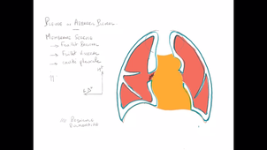 organisation générale du Thorax_P6