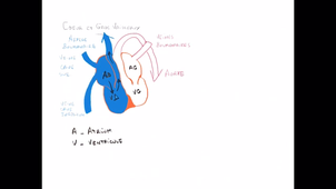 organisation générale du Thorax_P9