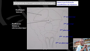 UE9EC7 - Pr Devauchelle - developpement face 2