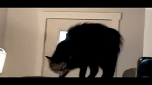 Les chats : la création du diable