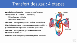 2.2 Physiologie appareil respiratoire