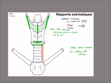 UE 24 - EC1  Thyroides et axes vasculaires - P4