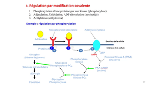 PASS / L.AS - Semestre 1 - UE 12 - Biochimie générale - Enzymes - Mécanisme d'action et régulation