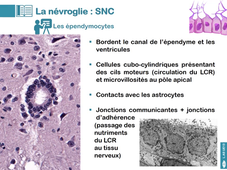 UE13 - Cours n°5 - Le tissu nerveux - partie 3