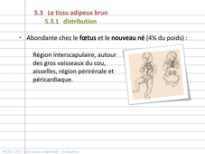 UE2EC2 - CM3+4 - Tissus conjonctifs - vidéo3 - S Caudroy