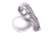 L.AS SpS - UE 24 - EC3 : Biologie de la reproduction et Embryologie - 4ème semaine : vidéo annexe n°2