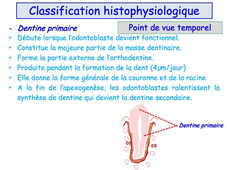 PASS / L.AS - UE 21 - EC 5 - Le complexe pulpo-dentinaire : aspects histologiques et pathologiques (Partie 1)