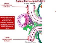 MED0605 - Histologie Rein - vv