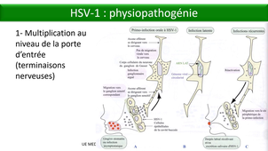 DFGSM3 - MED0501 - Maladies éruptives virales - Les Herpesviridae