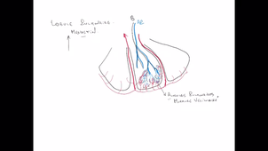 anatomie-poumon-ped-pulm - P4/1