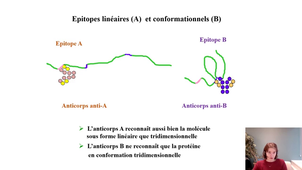 LAS 2 UE44 EC1 MEDECINE IMMUNOLOGIE 1DETECTION DES AGENTS PATHOGENES c propriétés des antigènes