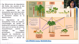 MEEF Dynamique des peuplements IId