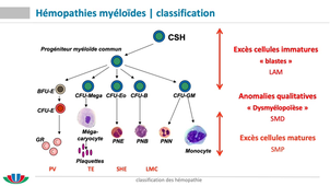 classification hémopathies