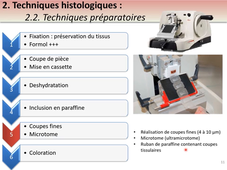 PASS / L.AS - UE 11 - Histologie - Généralités : les techniques histologiques, les microscopies, la notion de tissus - Partie 1