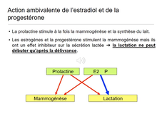 UE9-EC8 - Pr. Gabriel - Placenta endocrine