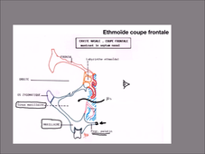 UE 24 - EC1 - Fosses Nasales - P10
