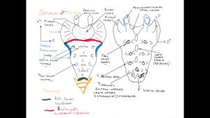 UE24 EC2_Os iliaque - Sacrum - Fémur - P2