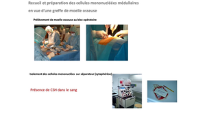 DFGSM2 / DFGSMa2 - MED0304 - Hématopoïèse - Conclusion