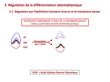 L.AS 1 - UE 24 - EC5 - L'odontoblaste