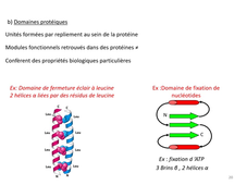 L.AS SpS - UE 14 - Biochimie - Protides - Structure des peptides et protéines