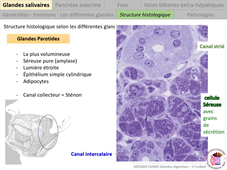 MED0403 - Glandes digestives - V Vuiblet - 1/4