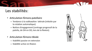 Séquence 1.3 - Approche biomécanique du genou - P2