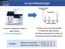 L.AS 2 - UE 44 - EC3 : Biotechnologies pharmaceutiques - Séquençage de Sanger et pyroséquençage