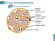 MED502_Histologie du système nerveux_video03 SNP