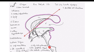 encéphale-morpho-labrousse-dfgsm3
