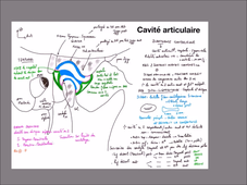 UE 24 - EC1  Mandibule et muscles masticateurs - P8