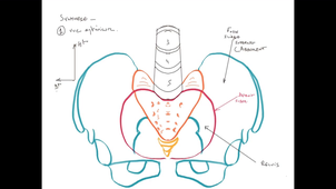 UE24 EC2_Os iliaque - Sacrum - Fémur - P8