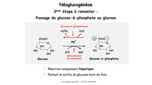 DFGSM2 - MED0402 - Métabolisme glucidique et régulation - Néoglucogénèse