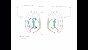 organisation générale du Thorax_P10
