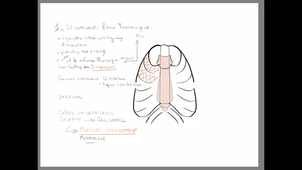 organisation générale du Thorax_P2