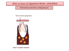L.AS 1 - UE 24 - EC5 - Le ligament dento-alvéolaire